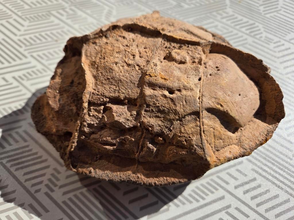 Concretie of septarie,geen schildpad, Ophalen of Verzenden