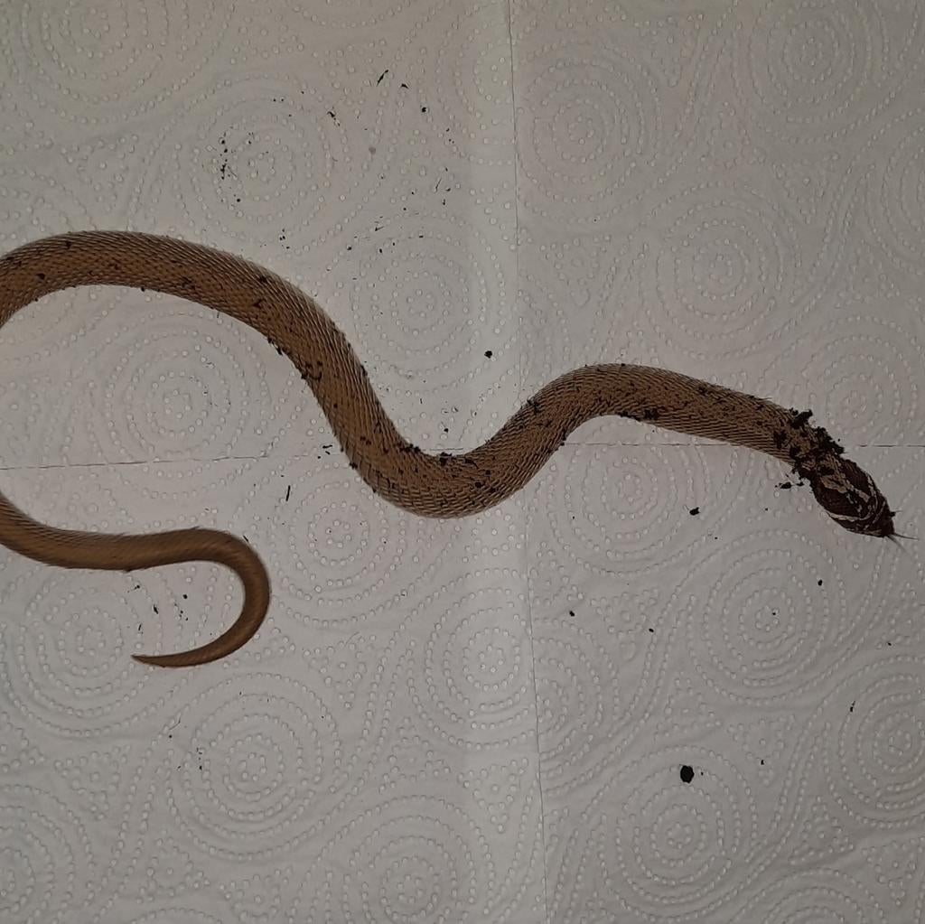 Heterodon nasicus man super conda (Haakneus slang), Slang, Tam, 3 tot 6 jaar