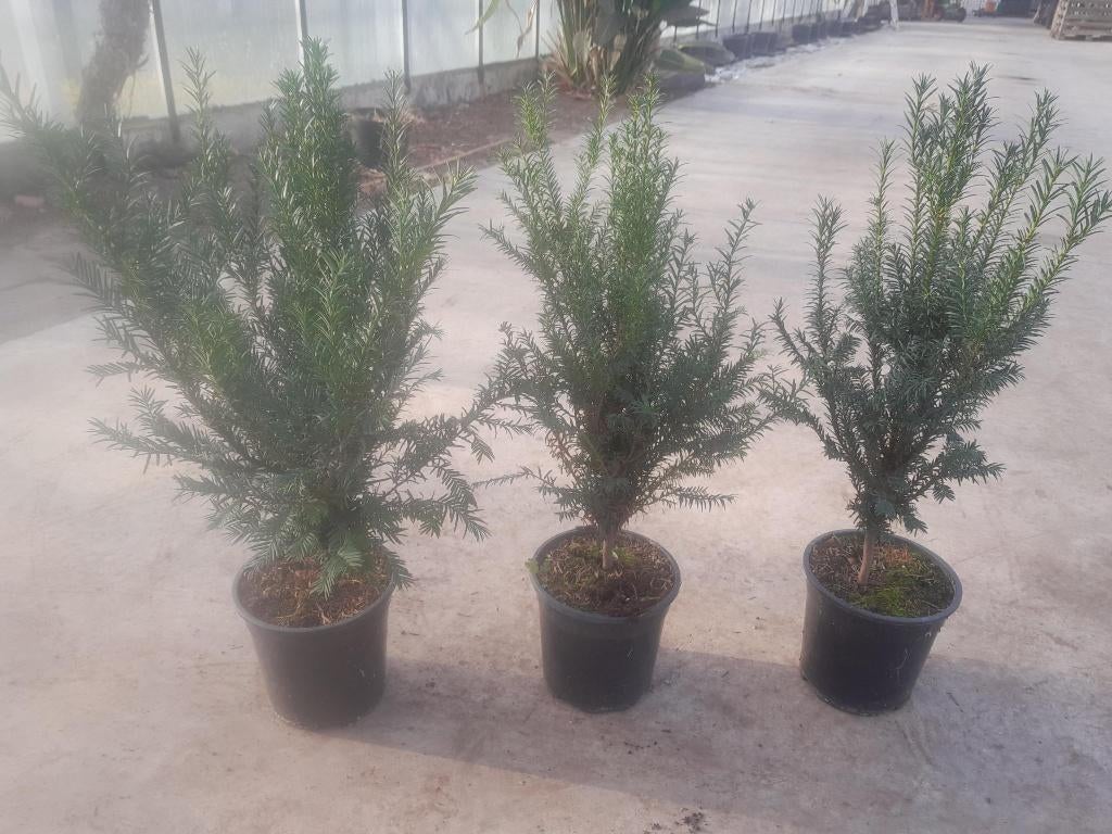 Taxus in pot hoogte 40/50cm, Tuin en Terras, Planten | Struiken en Hagen, Ophalen, Taxus, Minder dan 100 cm