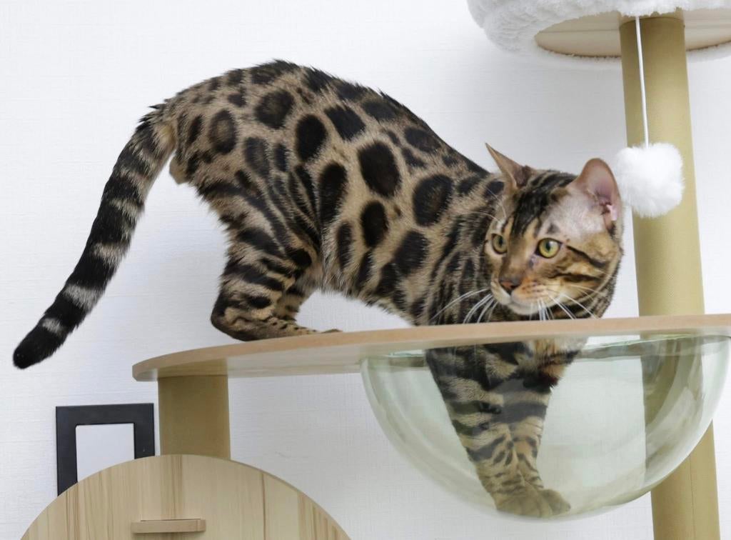 Prachtige bengaal dekkater met stamboom, drager van sepia