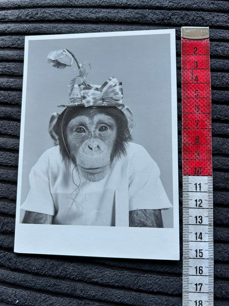 1634. Kaart Aapje met hoedje op, Verzamelen, Ansichtkaarten | Themakaarten, Ongelopen, Ophalen of Verzenden