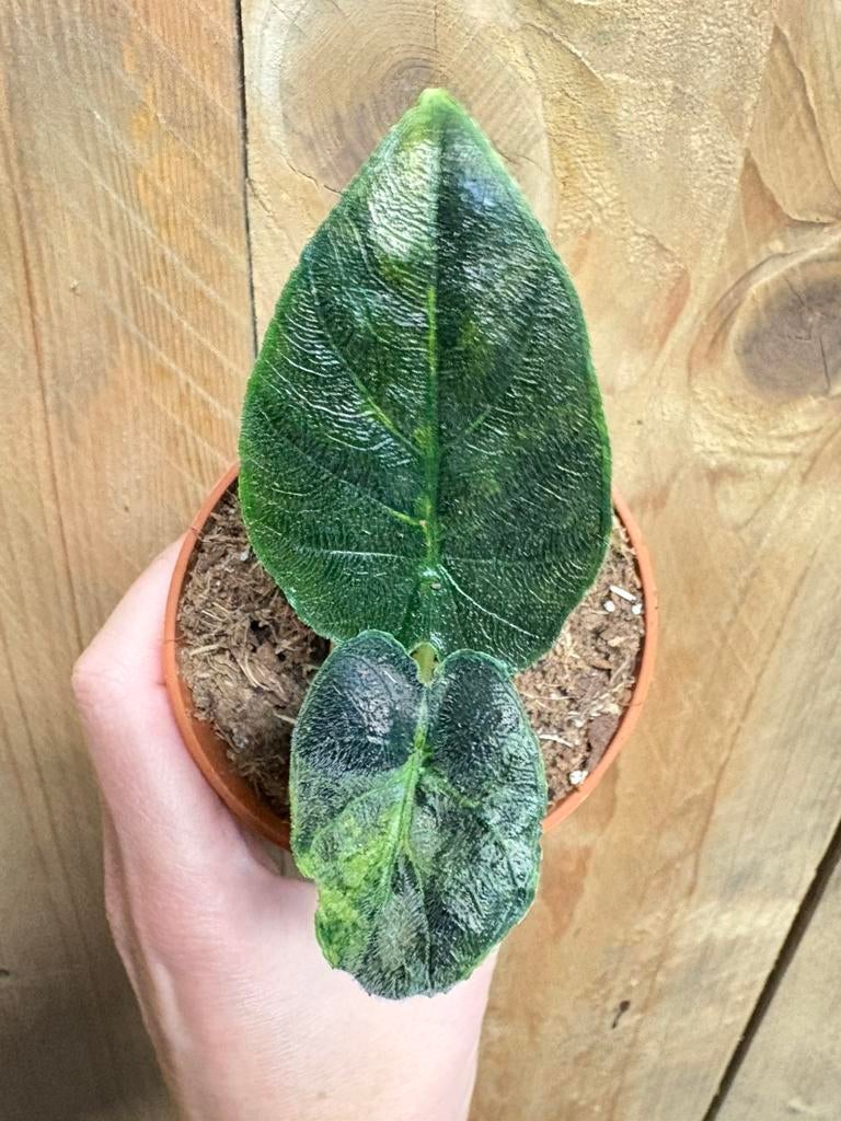 Alocasia antoro velvet variegata plant aurea yellow lemon, Huis en Inrichting, Kamerplanten, Ophalen of Verzenden, Halfschaduw