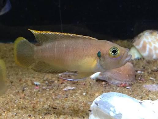 Koppel Neolamprologus Brevis. Slakkenhuiscichlide., Vis