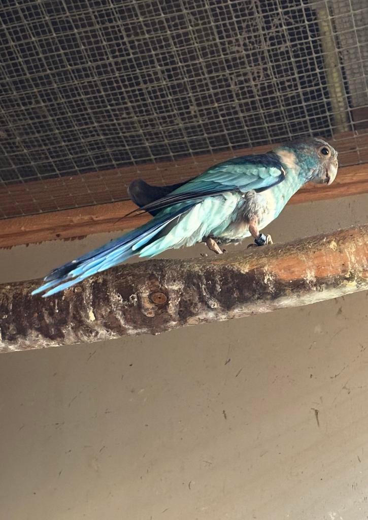 Barnard blauw, Vrouwelijk, Parkiet