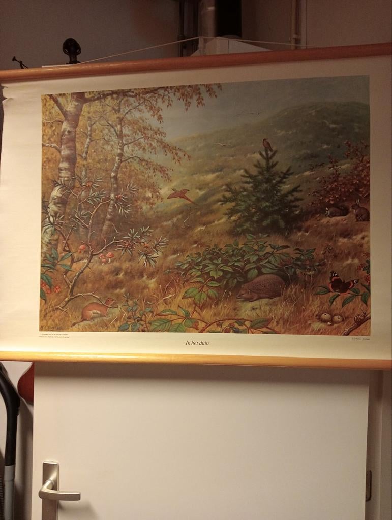 Vintage Schoolplaat 'In het duin' M.A. Koekkoek, Ophalen of Verzenden, Natuur en Biologie