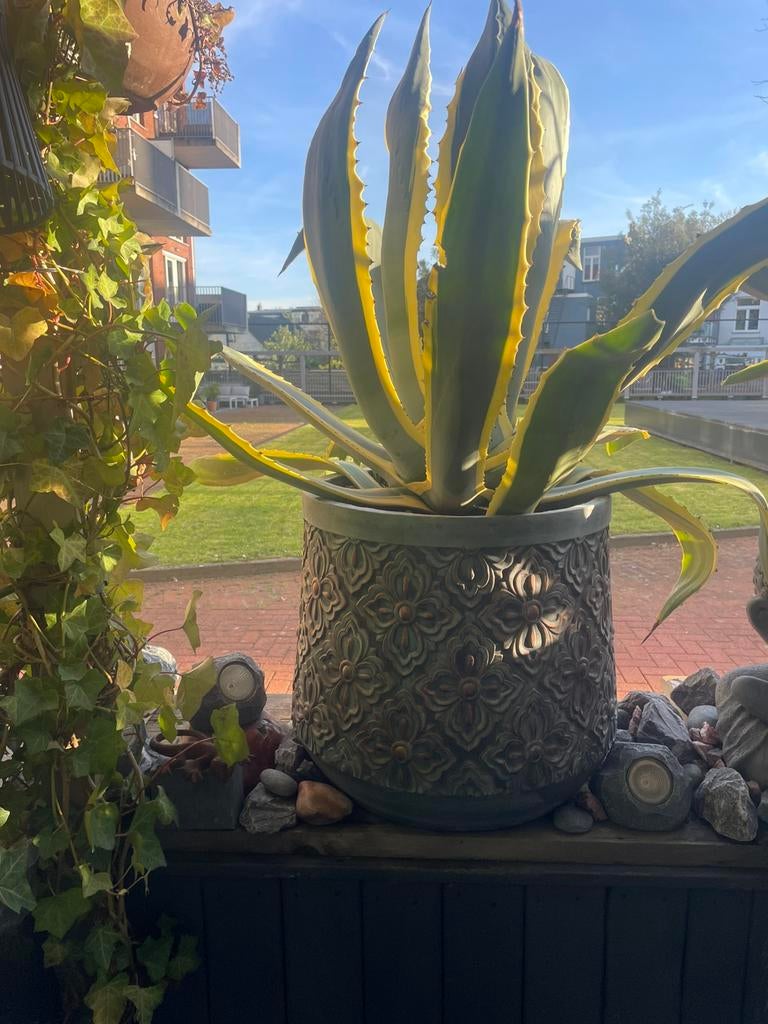 2 grote Agave in prachtige potten, Bloeit niet, Overige soorten, 100 tot 250 cm, Ophalen