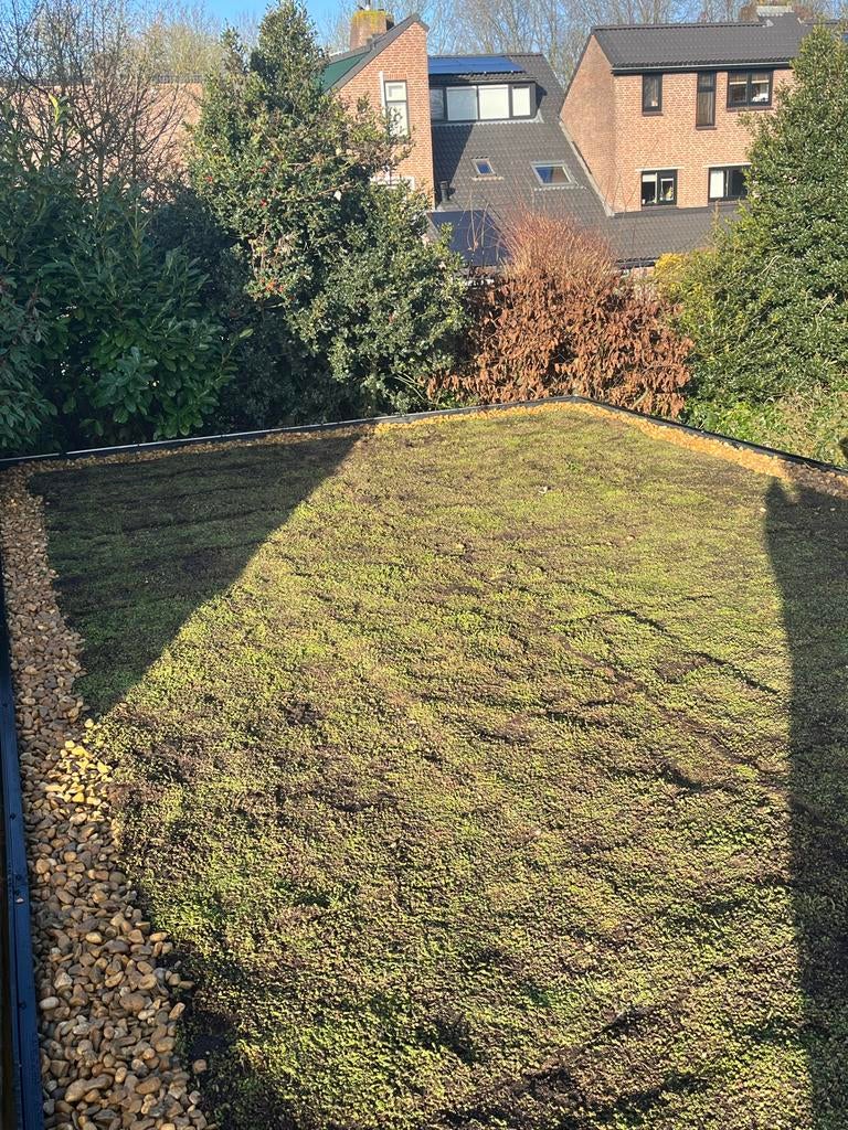 Groendak sedum dak zowel trays als matten, Ophalen of Verzenden, Nieuw, 20 m² of meer