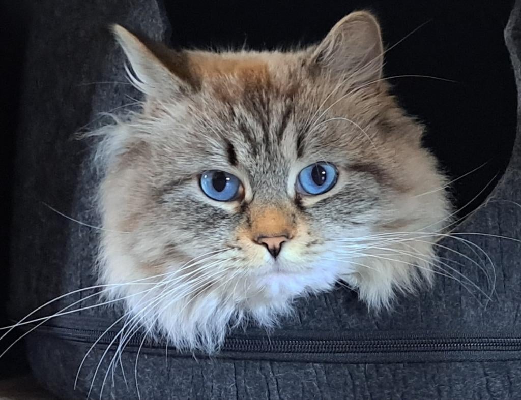 TER DEKKING: Prachtige Neva Masquerade, Hypoallergeen, 3 tot 5 jaar