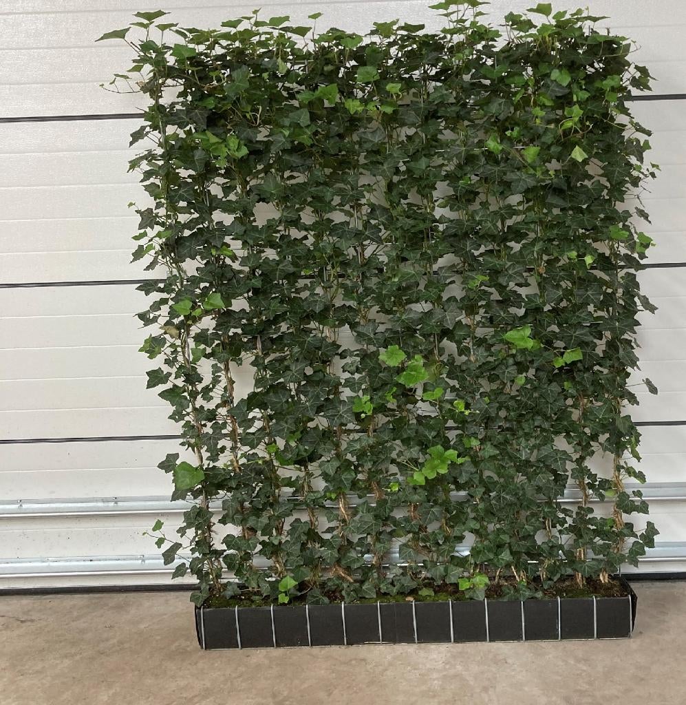 Hedera kant en klaar haag - Hedera scherm - Hedera Rek, Ophalen of Verzenden, Overige soorten, 100 tot 250 cm