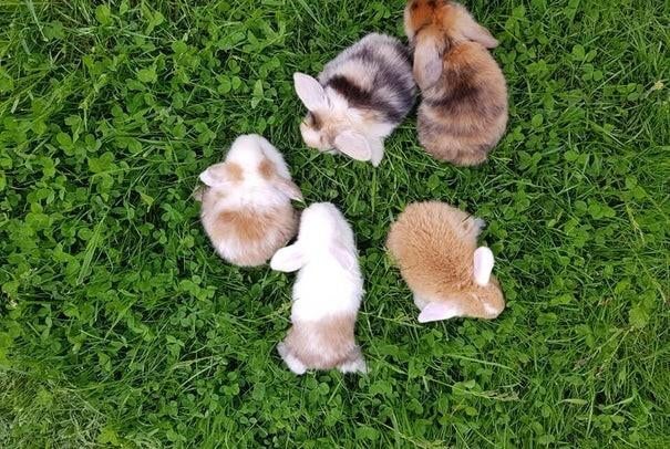 Diverse minilops dwergkonijnen konijnen dwerg konijn ️ ❤️, Dieren en Toebehoren, Konijnen, Meerdere dieren, Dwerg, Hangoor, 0 tot 2 jaar