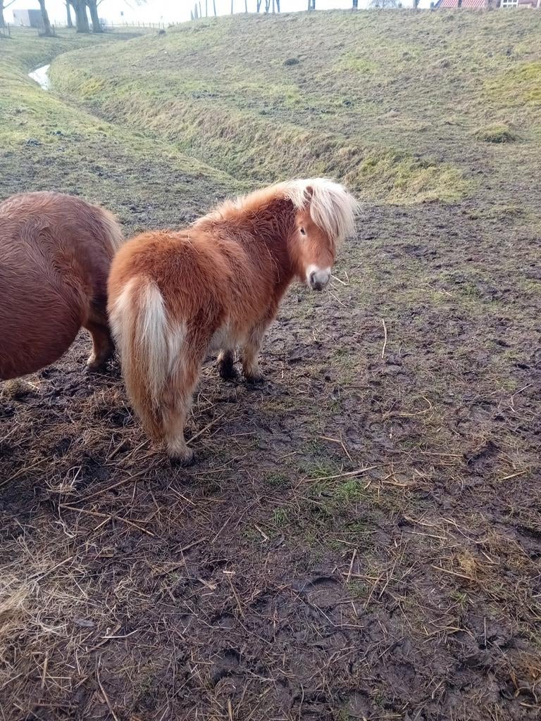 Dek ram te huur  lees verder, Dieren en Toebehoren, Schapen, Geiten en Varkens, Mannelijk, Schaap