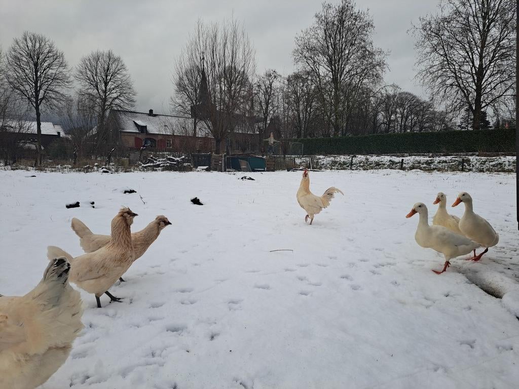Haan of hanen om weg te geven of te ruilen, Dieren en Toebehoren, Pluimvee, Mannelijk, Kip
