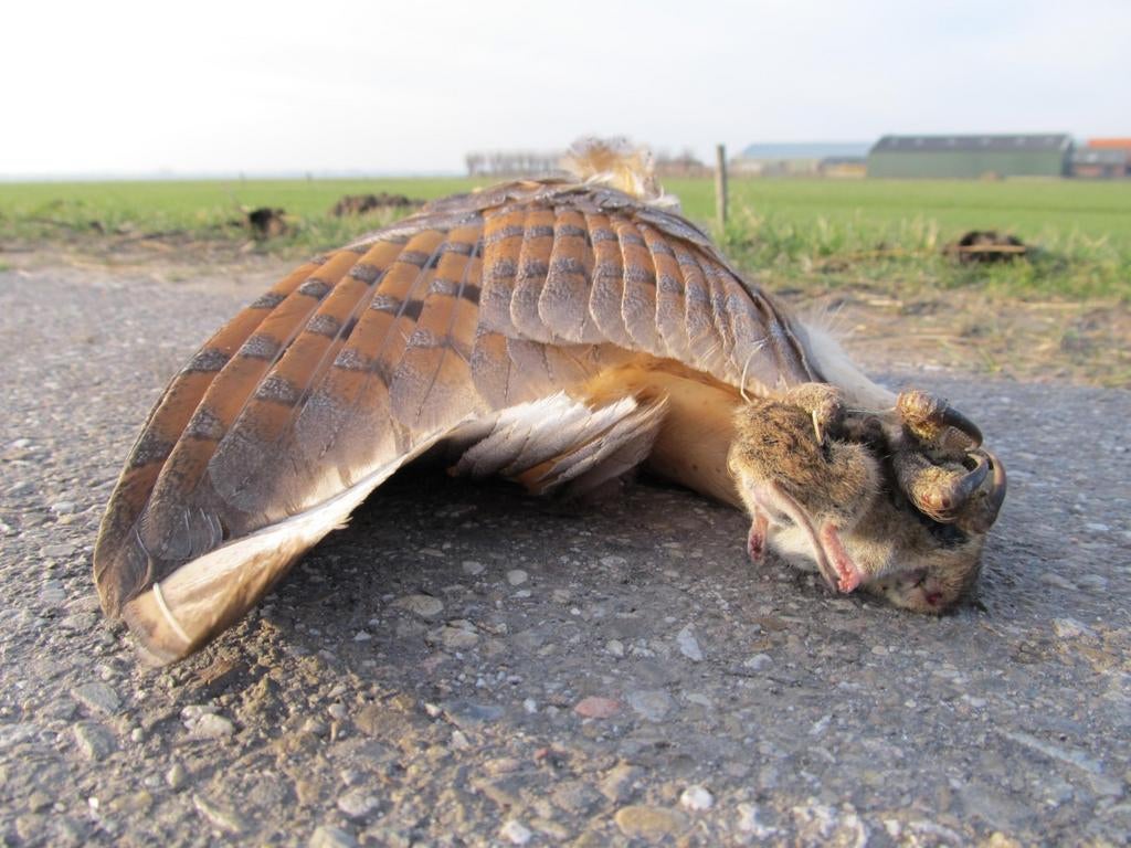Gezocht: Verkeersslachtoffers / raamvliegers voor preparatie, Ophalen of Verzenden, Nieuw