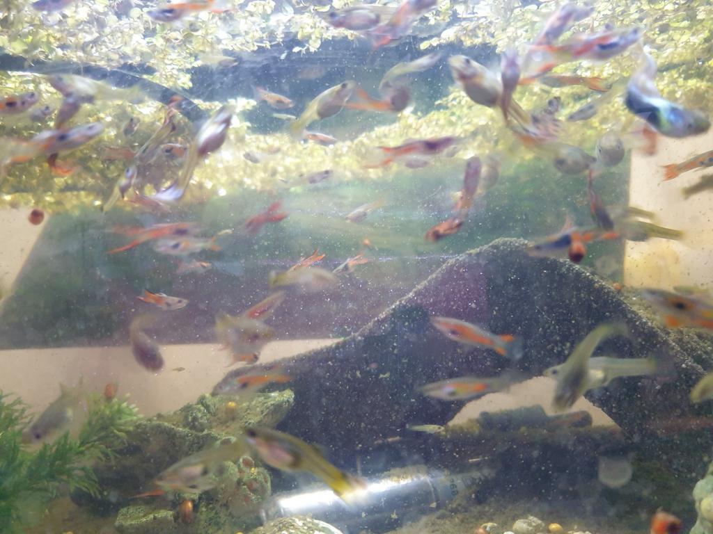 Endler gyppen, Dieren en Toebehoren, Ophalen of Verzenden