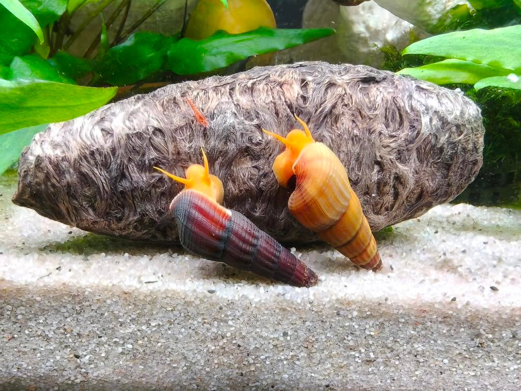 Tylomelania Sulawesi slakken, Dieren en Toebehoren, Slak of Weekdier