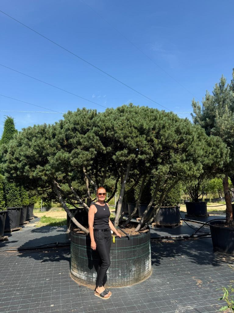 Exclusieve Pinus mugo 'Mughus'meerstammige solitair te koop!, Overige soorten, 250 tot 400 cm, Zomer, Ophalen