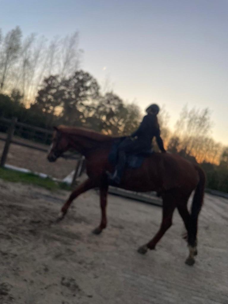 Verzorgpony gezocht!, Dieren en Toebehoren, Ophalen of Verzenden, Nieuw