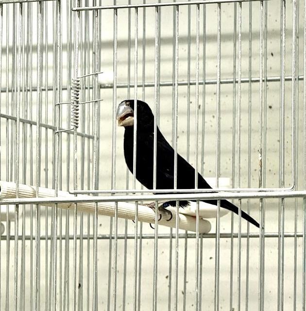 Te Koop Diverse TwaTwa's, Meerdere dieren, Wildzangvogel, Geringd