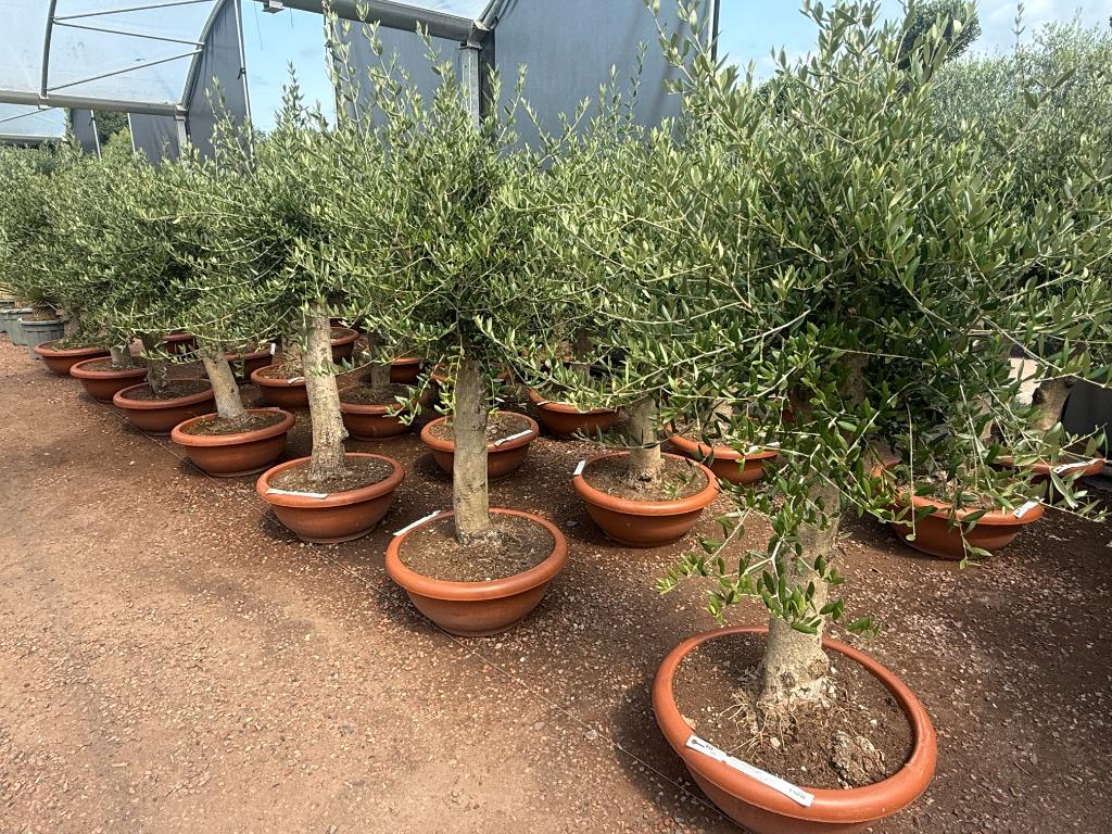 Olijfboom (Olea europaea) 30/40 cm stamomtrek - decoschaal, Ophalen of Verzenden, 100 tot 250 cm, Olijfboom, Zomer