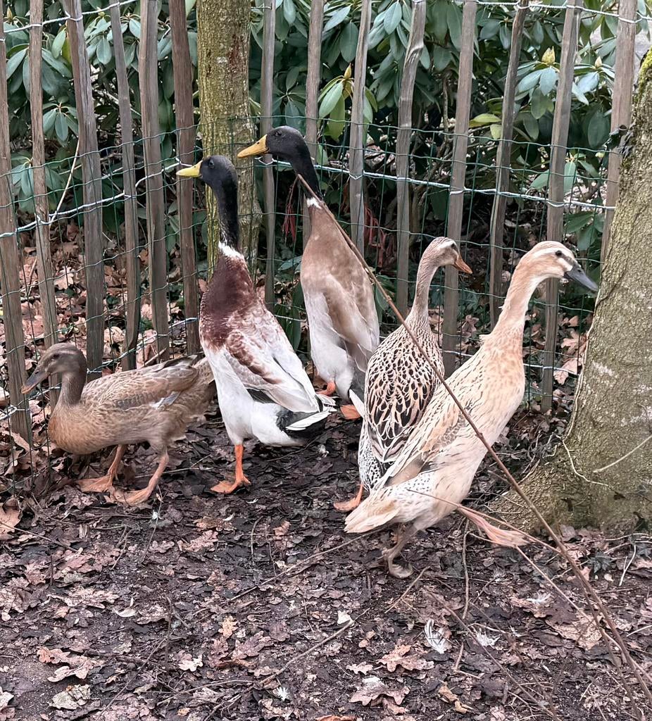 Loopeenden broedeieren, Geslacht onbekend, Eend
