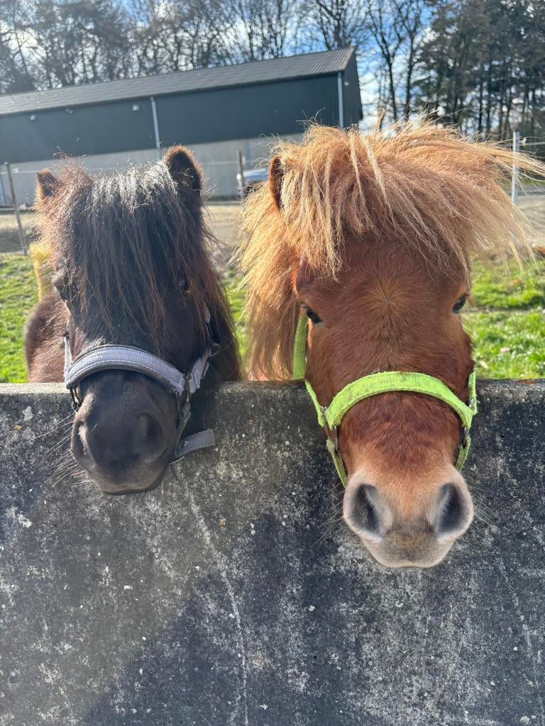 Shetlander kudde, weide, Paardenpension/stalling Stals, Dieren en Toebehoren, Ophalen, Nieuw