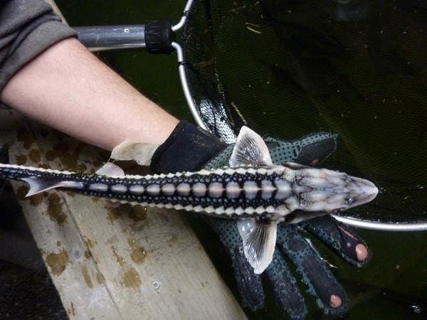 Steur, zeelt, rosetta, winde, spiegelkarper, graskarper, enz, Karper of Koi