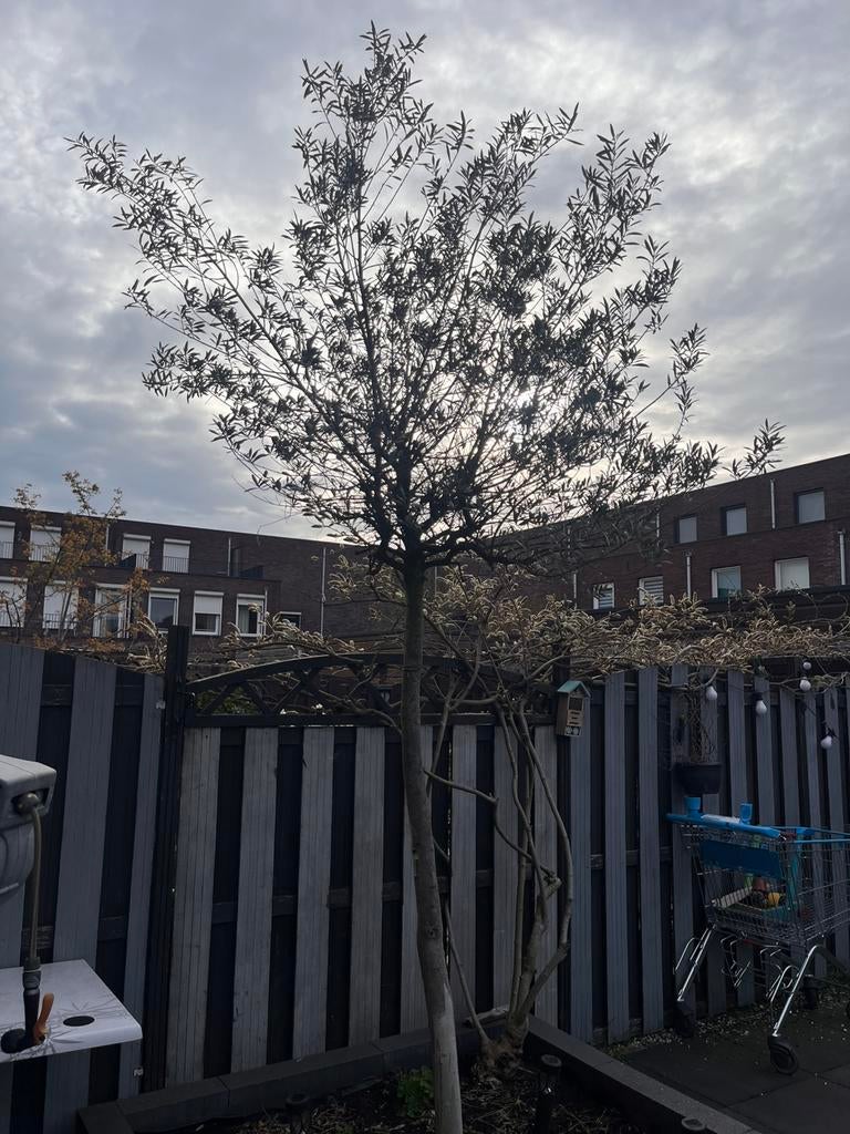 Olijven boom tuin, Ophalen of Verzenden, Volle zon, Overige soorten
