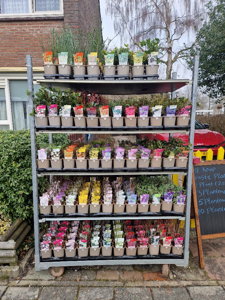 Te koop vaste  planten voor in de tuin, Ophalen, Vaste plant, Overige soorten, Volle zon