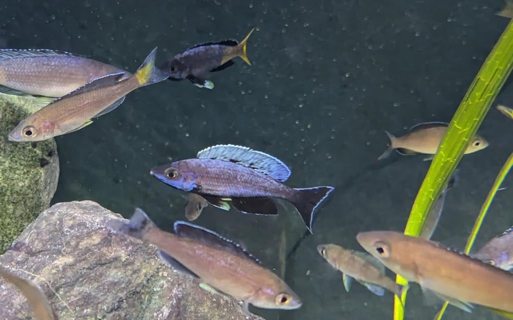 Cyprichromis Leptosoma Kitumba - Tanganyika, Meerdere dieren