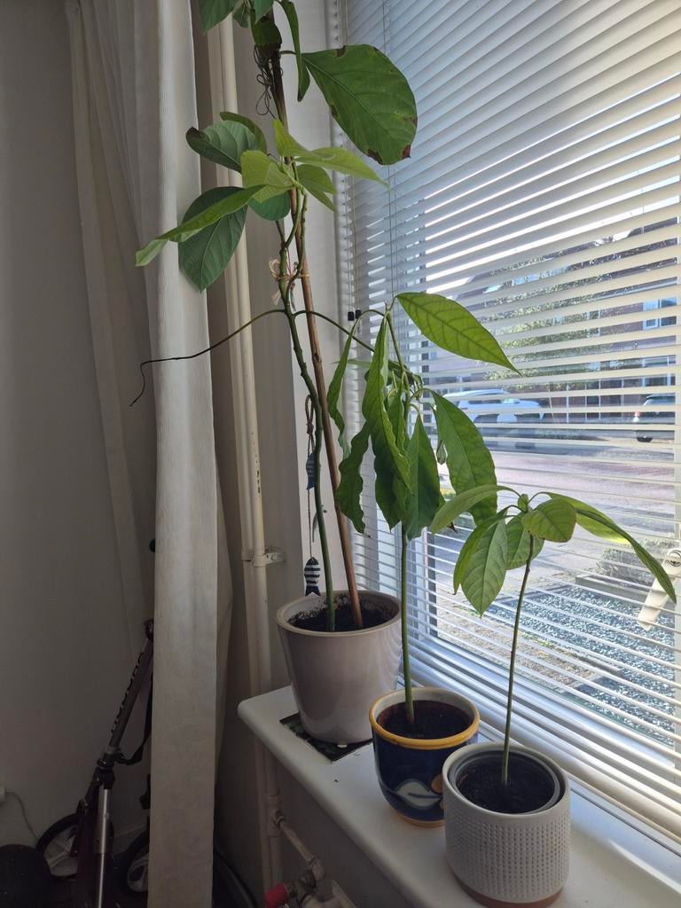 Avocado planten 3x - diverse hoogtes, 100 tot 150 cm, Fruitplant, Ophalen of Verzenden, In pot