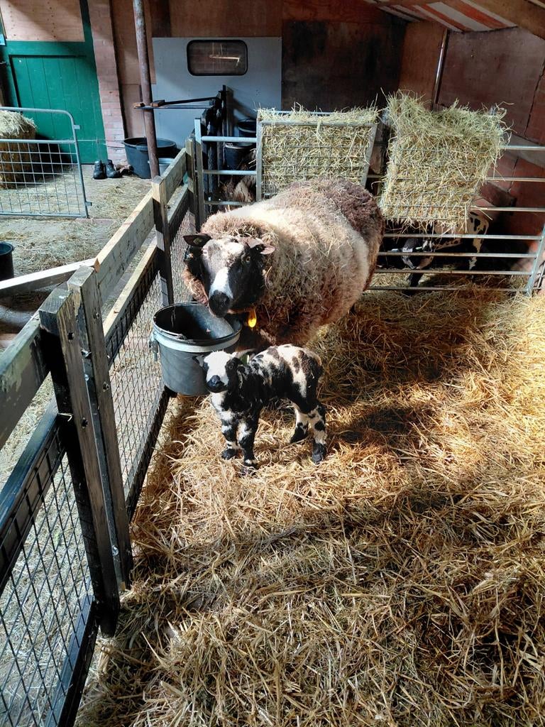 Bont eenling stel., Meerdere dieren, Schaap
