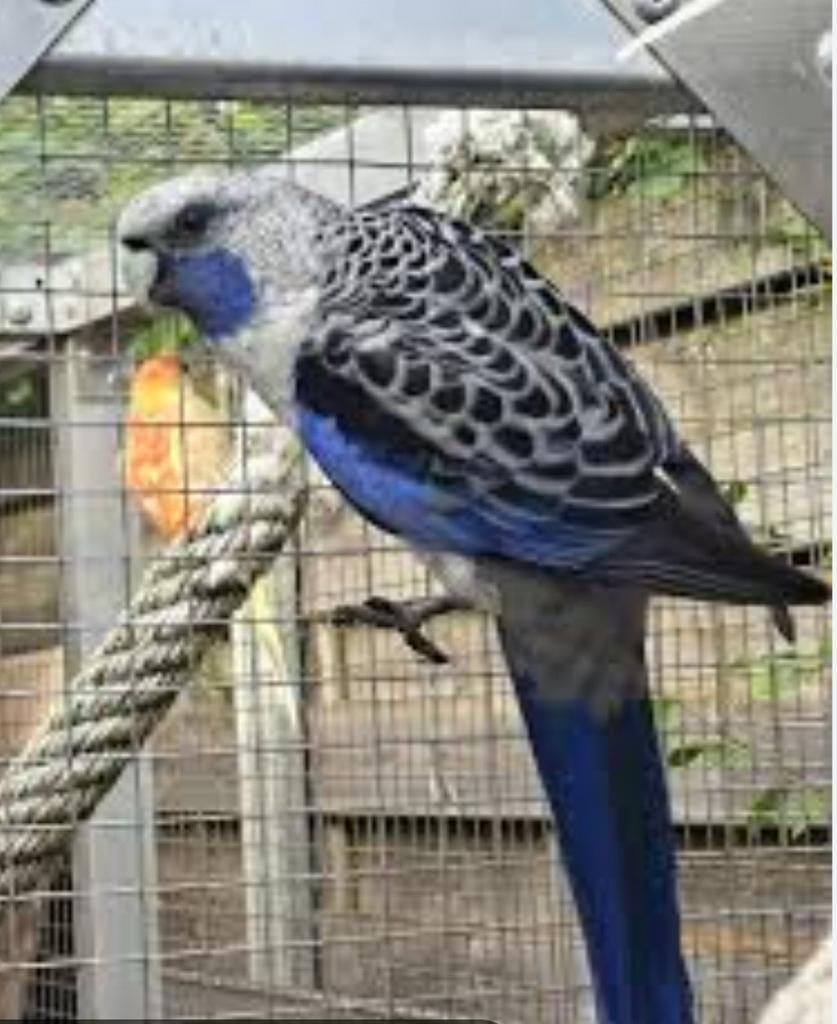 Gezocht koppel blauwe pennanten, Meerdere dieren, Parkiet