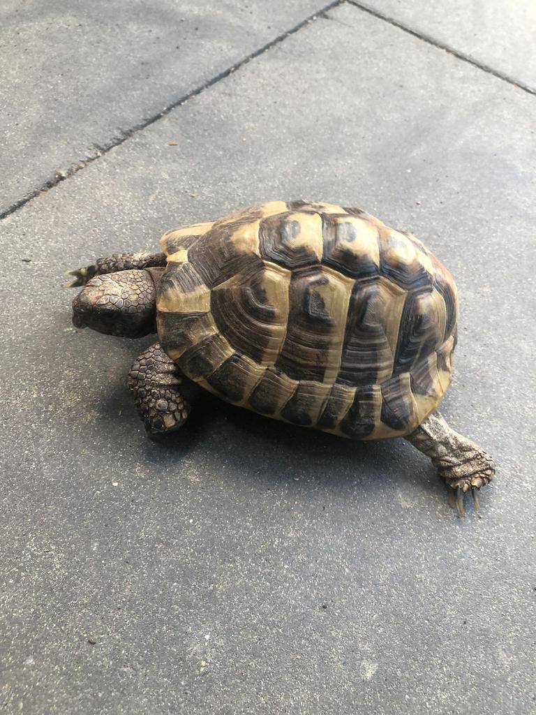 Testudo Hermanni Man Tortoise - male for sale from Priscilla