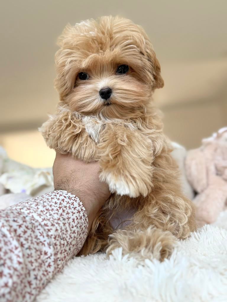 Exclusieve Maltipoo F1 pup ( Maltezer/ Asian Toy Poedel ), Dieren en Toebehoren, Particulier, Overige rassen, 8 tot 15 weken, Buitenland