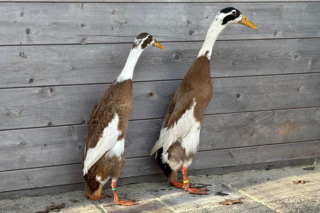 Indische Loopeend broedeieren in de kleurgroep reebont, Dieren en Toebehoren, Pluimvee, Geslacht onbekend, Eend