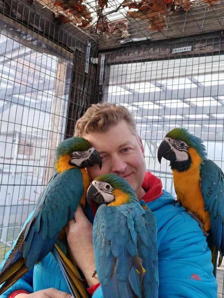 Bijzondere blauw-gele ara papegaaien (Ara ararauna), Meerdere dieren, Papegaai, Geringd