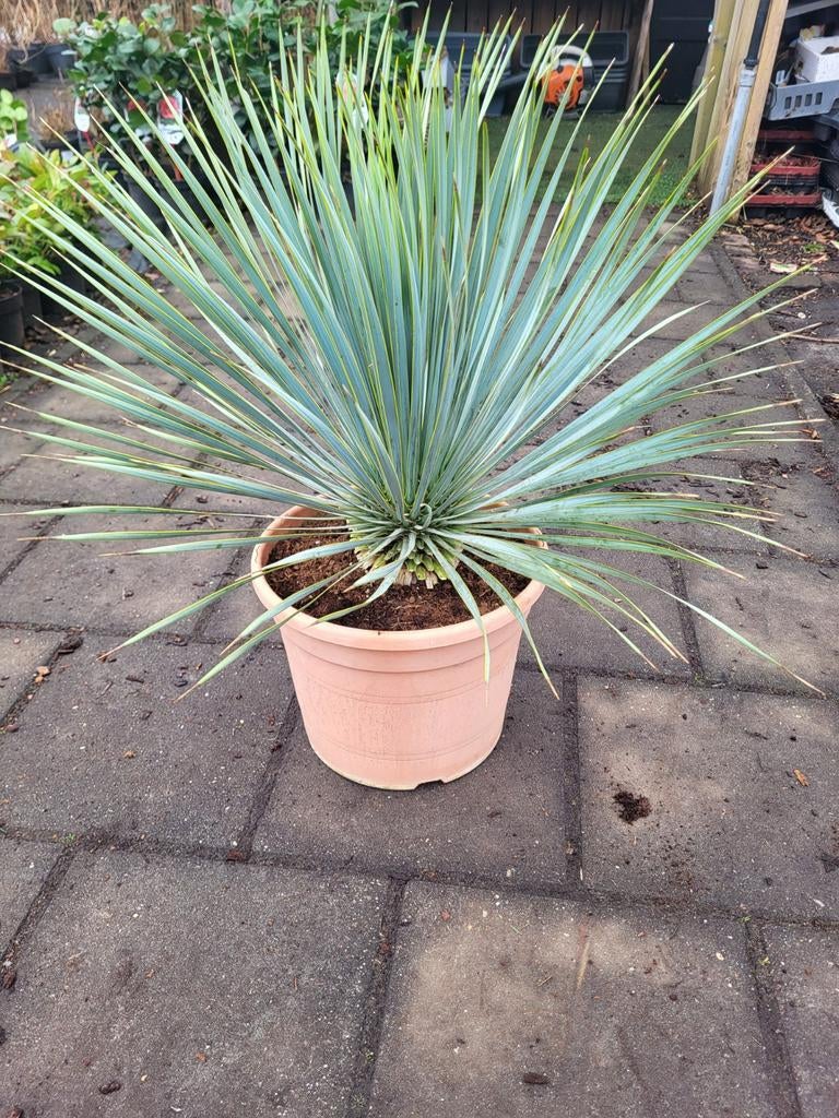 Yucca rostrata nu €39.99, Ophalen of Verzenden, Overige soorten, Volle zon