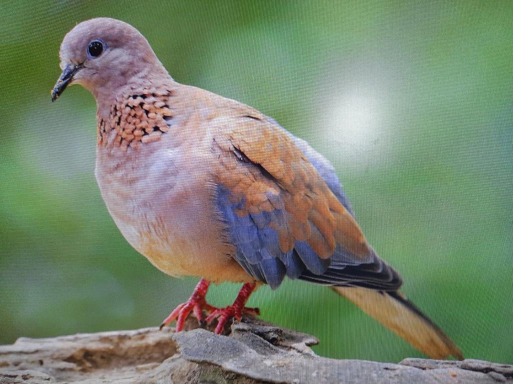 senegalduif doffer, Mannelijk, Kropper