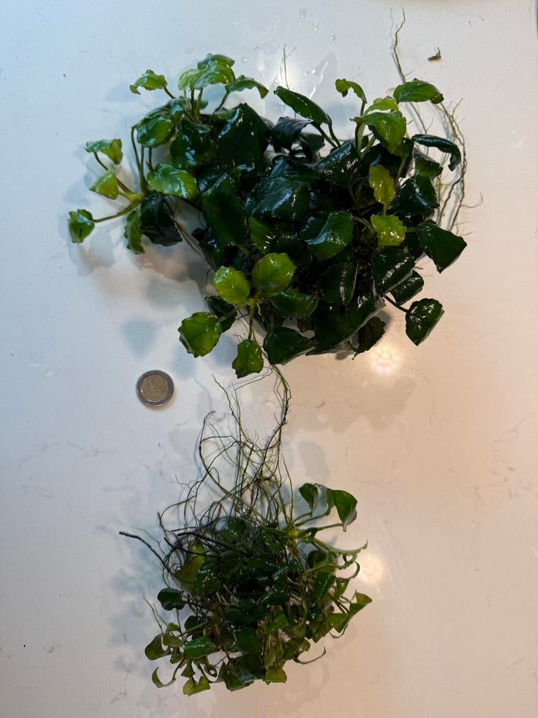 Anubias aquariumplant, Ophalen, Nieuw, Plant(en), Steen of Hout