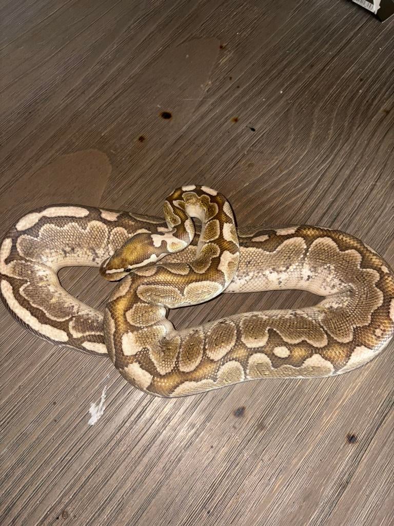 Koningspython (geslacht onbekend) Ball Python - unknown for sale from samuel vb