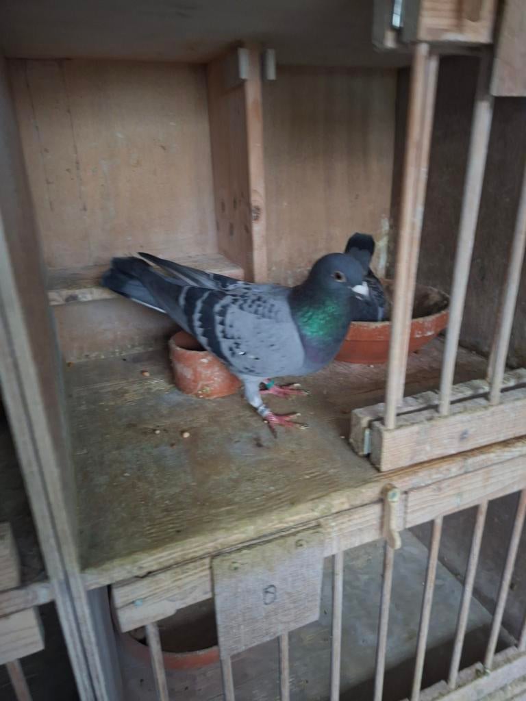 Kweekdoffer 2025, Dieren en Toebehoren, Mannelijk, Postduif