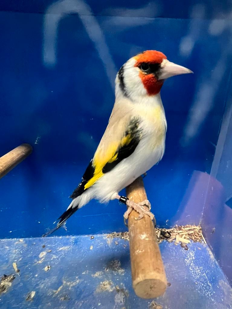 Majoor Putter Agaat - Split Witkop Aminet Pastel Man, Mannelijk, Wildzangvogel, Geringd