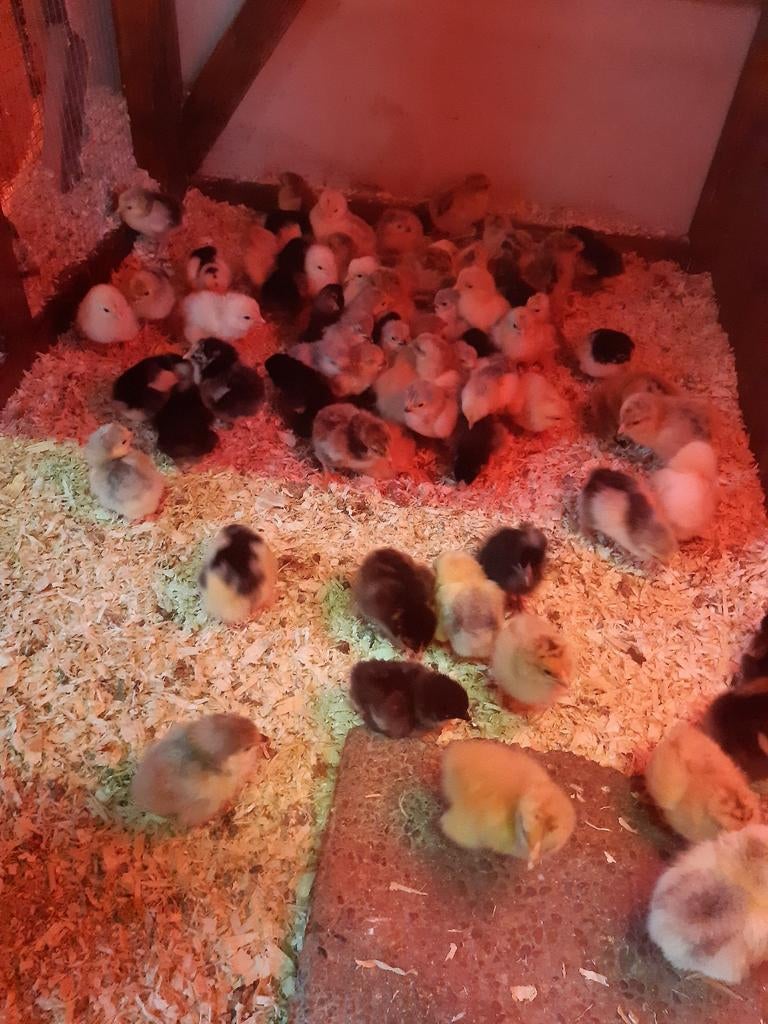 Gesekste kuikens, verschillende rassen + benodigdheden., Dieren en Toebehoren, Pluimvee, Vrouwelijk, Kip