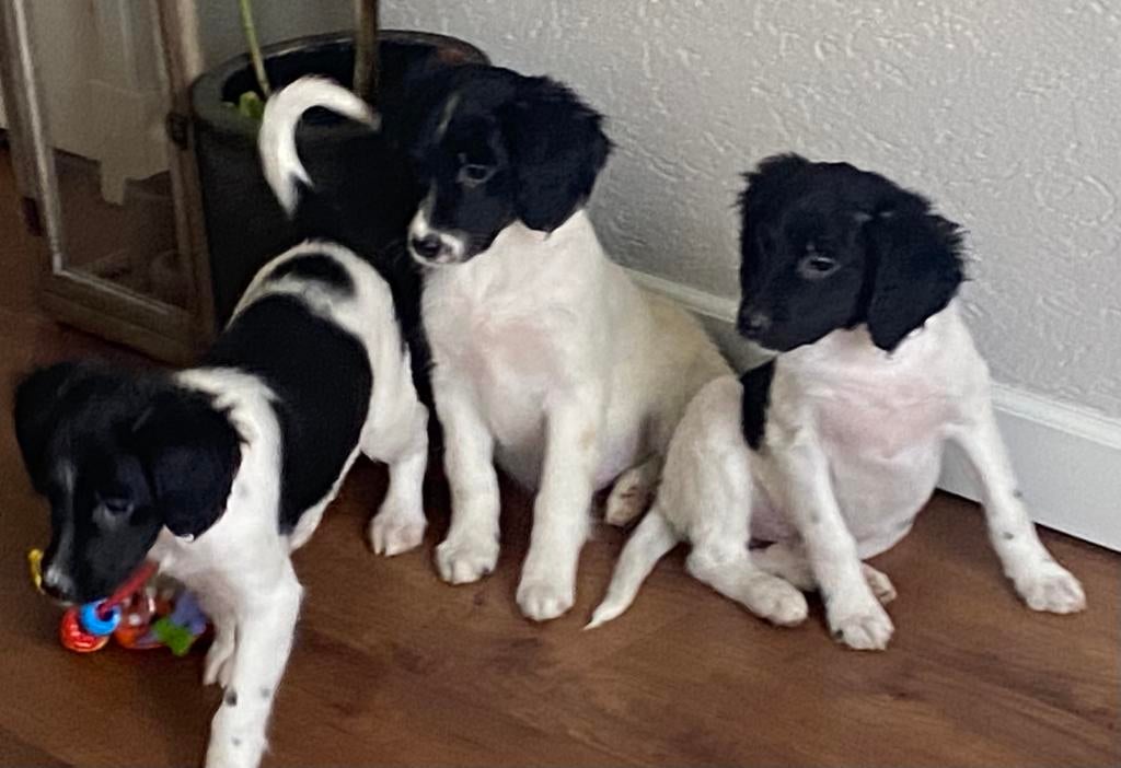Supermooie FRIESE STABIJ x HEIDEWACHTEL pups - teefjes, Parvo, Nederland, 8 tot 15 weken, Teef