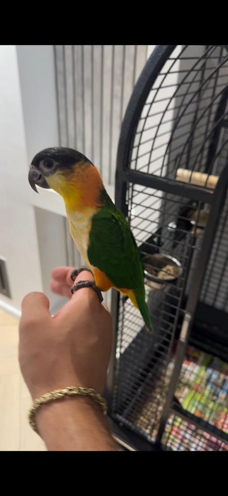 Tamme zwartkop caique nog maar 1️⃣ jaar, Dieren en Toebehoren, Vogels | Parkieten en Papegaaien, Mannelijk, Papegaai, Geringd