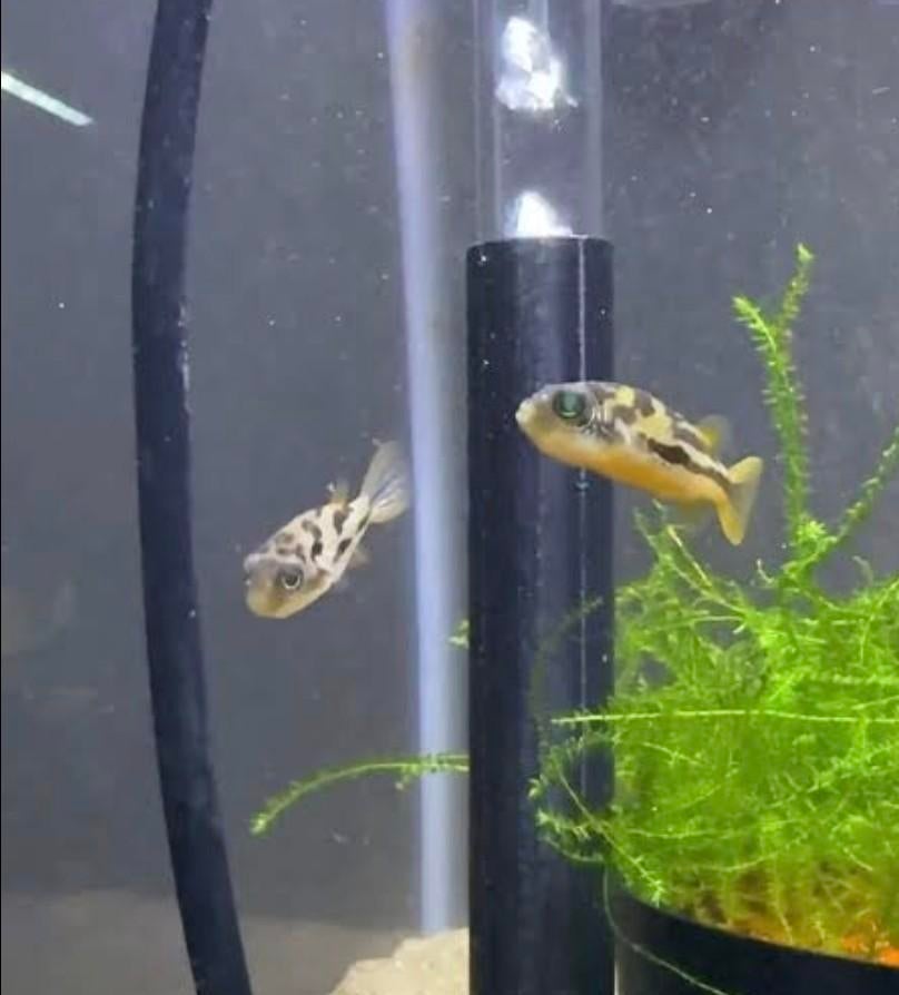Pea puffer 1-2 cm, Dieren en Toebehoren, Vissen | Aquariumvissen, Vis