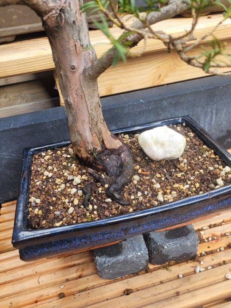 Taxus bonsai, Ophalen, Bloeit niet, Halfschaduw, Overige soorten