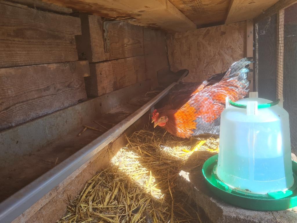 Welsumer haan, Mannelijk, Kip