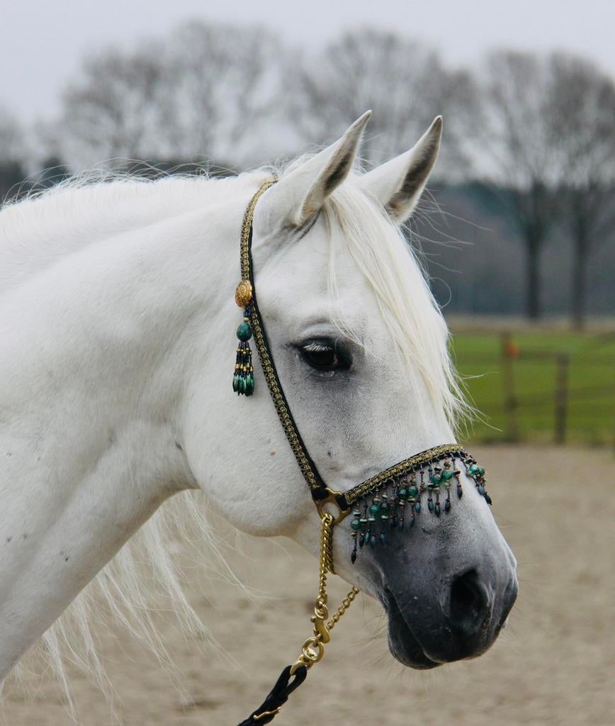 Arabisch showhalster, Arabier, leer, Dieren en Toebehoren, Ophalen of Verzenden, Nieuw, Overige soorten