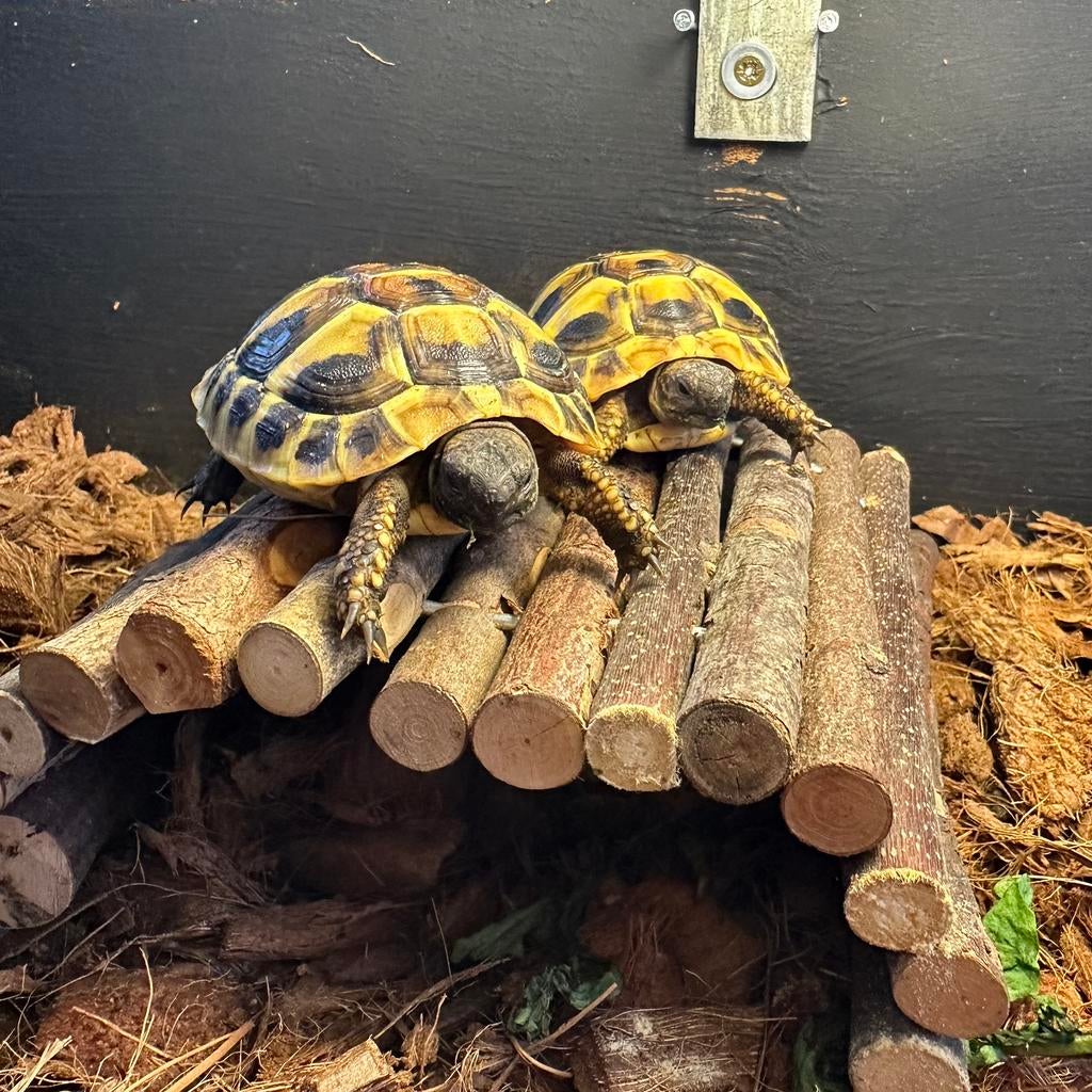 2 jonge Griekse landschildpadden - Testudo Hermani Tortoise - unknown for sale from Luna